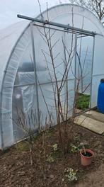 Krulhazelaar, hazelaar, klein notenboompje en bodembedekkers, Tuin en Terras, Planten | Tuinplanten, Ophalen, Bodembedekkers