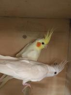 HALF TAMME VALKPARKIETEN VANAF 60 EURO/VOGEL, Dieren en Toebehoren, Meerdere dieren, Parkiet, Tam