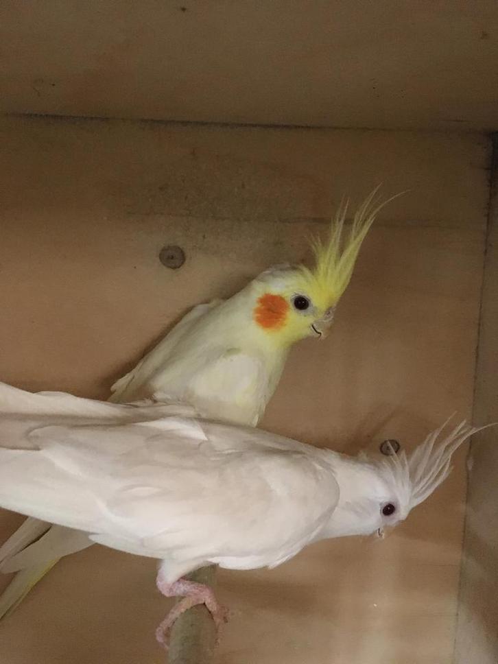 HALF TAMME VALKPARKIETEN VANAF 60 EURO/VOGEL, Animaux & Accessoires, Oiseaux | Perruches & Perroquets, Perruche, Plusieurs animaux