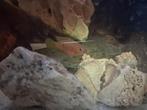 Hemichromis lifalili, juweelcichliden bloedrood, Dieren en Toebehoren, Vissen | Aquariumvissen