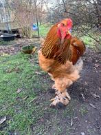 Brahma haan, Dieren en Toebehoren