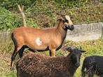 Kameroen ram, Dieren en Toebehoren, Mannelijk, Schaap, 0 tot 2 jaar