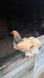 Buff-zwarte brahma hen, Vrouwelijk, Kip