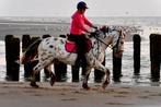 Leuke Appaloosa ruin, Dieren en Toebehoren, Paarden, Ruin