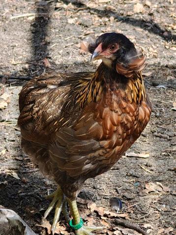 Araucana Hennen (blauwe eieren) beschikbaar voor biedingen