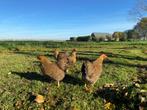 Jonge wyandotte kriel kippen goud patrijs gesekst + ingeënt, Dieren en Toebehoren, Vrouwelijk, Kip