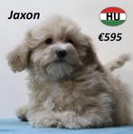 Maltipoo - Prachtige pups te koop, Dieren en Toebehoren, Honden | Chihuahua's en Gezelschapshonden, 15 weken tot 1 jaar, Buitenland