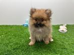 Pomeriaan pups, België, Keeshond, 8 tot 15 weken, CDV (hondenziekte)