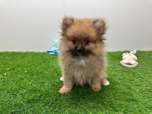 Pomeriaan pups, Dieren en Toebehoren, Honden | Poolhonden, Keeshonden en Oertypen, Meerdere dieren, Keeshond, Fokker | Professioneel