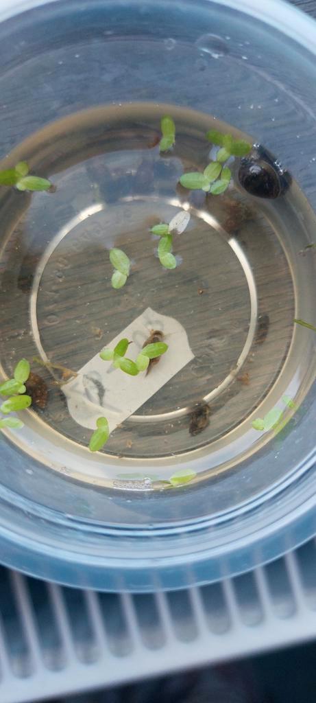 Puntige blaashoornslakjes 10 stuks, Dieren en Toebehoren, Vissen | Aquariumvissen
