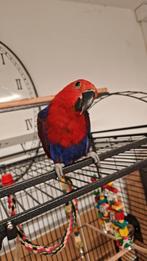 Eclectus, Animaux & Accessoires, Enlèvement, Comme neuf
