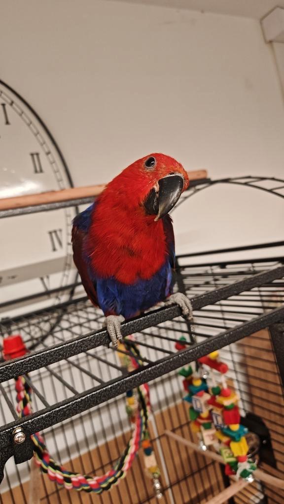 Eclectus, Animaux & Accessoires, Autres accessoires pour animaux, Comme neuf, Enlèvement