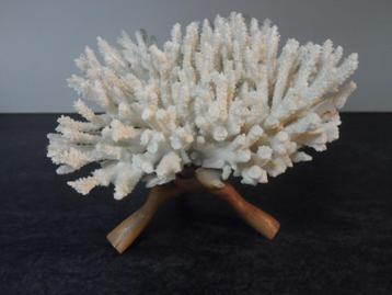 Uniek decoratief wit zeekoraal beschikbaar voor biedingen