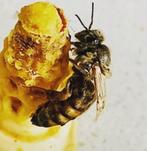 Carnica ‘F1’ onbevruchte koninginnen, Bijen