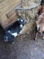 Dwerggeitje  (Mieke), Dieren en Toebehoren, Schapen, Geiten en Varkens