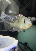 Geophagus Brasiliensis à vendre ou échanger, Poisson, Poisson d'eau douce