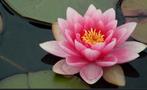 Waterlelies wit & roze (LAATSTE), Ophalen