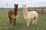 2 alpacas €300 voor de 2, Dieren en Toebehoren, Juni, Mannelijk