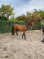 3 jarige ruin Eldorado V/D Zeshoek & Ceringa (Calvados), Springpaard, Ruin, 3 tot 6 jaar, Onbeleerd