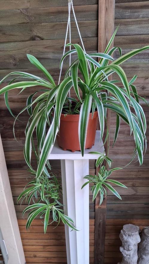 Chlorophytum comosum., Huis en Inrichting, Kamerplanten, Groene kamerplant, Halfschaduw, Ophalen