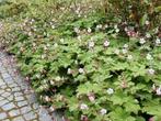Ooievaarsbek / Geranium Spessart, Ophalen