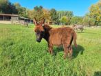 Mini ezel hengstje, Dieren en Toebehoren, Pony's, Merrie