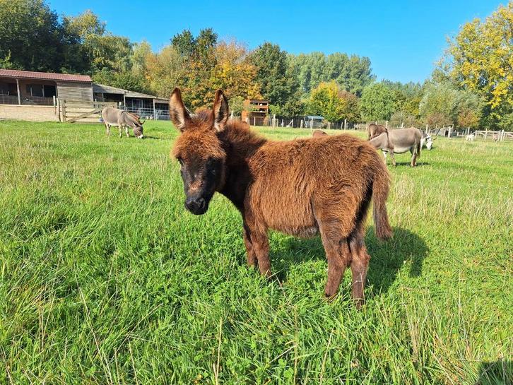 Mini ezel hengstje, Dieren en Toebehoren, Pony's, Merrie