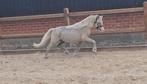 Welsh a. Ruin. Palomino. Toekomstige kinder pony., Dieren en Toebehoren, Pony's, Ruin