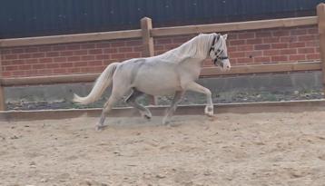 Welsh a. Ruin. Palomino. Toekomstige kinder pony.  beschikbaar voor biedingen