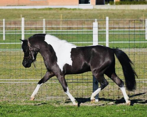 AMHA/ NMPRS dekhengsten ter dekking, Dieren en Toebehoren, Paarden en Pony's | Dekhengsten en Fokmerries, Hengst