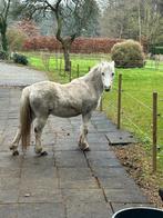 Superknappe welshruin met stamboom, Dieren en Toebehoren, B, Ruin, B pony (1.17m tot 1.27m), 11 jaar of ouder