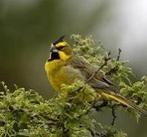 Mooi koppeltje groene kardinalen, Dieren en Toebehoren, Meerdere dieren, Tropenvogel