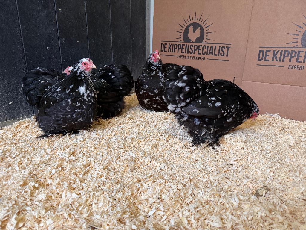 Jonge Cochin kriel zwart wit gepareld gesekst  en ingeënt, Dieren en Toebehoren, Pluimvee, Kip, Vrouwelijk