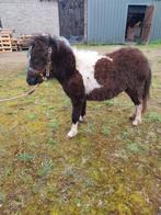 Nmprs merrietje is van 14/6/2023, Dieren en Toebehoren, Pony's