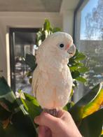 Goffini met Montana Classic II papegaaikooi, Ophalen