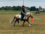 Mooie veelzijdige familiepony, Gechipt, B, Ruin, 7 tot 10 jaar