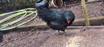 Australorp  beschikbaar voor biedingen