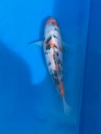 Japanse koi Sanke, Dieren en Toebehoren, Vissen | Vijvervissen, Karper of Koi