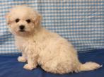 Des chiots Bichon Frisé super mignons !, 15 semaines à 1 an, Étranger, Hépatite contagieuse (maladie de Rubarth), Autres races