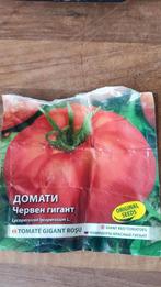 Plante grosse tomate, Ophalen of Verzenden