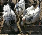 Sussex hennen, Dieren en Toebehoren, Pluimvee, Kip