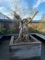 Olijfboom, Ophalen, Olijfboom