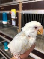 Albino dwergpapegaai, Dieren en Toebehoren, Vogels | Parkieten en Papegaaien