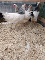 Les 6 derniers poulets Sussex purs et prêts à pondre (belle, Animaux & Accessoires, Volatiles, Poule ou poulet, Femelle
