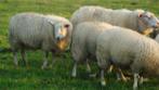 schapen