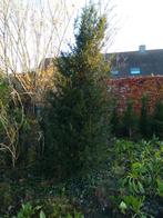 Taxus baccata (solitair), Ophalen, Zo goed als nieuw