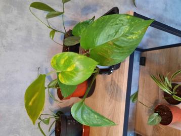 Epipremnum aureum stekjes  beschikbaar voor biedingen
