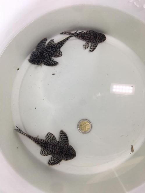 Kweekgroep L236SW hypancistrus van 3 stuks, Dieren en Toebehoren, Vissen | Aquariumvissen