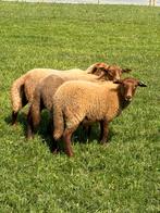 Ardense voskop ooi, Dieren en Toebehoren, Schapen, Geiten en Varkens, Vrouwelijk, Schaap, 0 tot 2 jaar