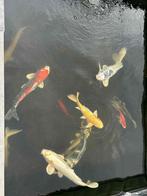 Fish, Dieren en Toebehoren, Vissen | Vijvervissen